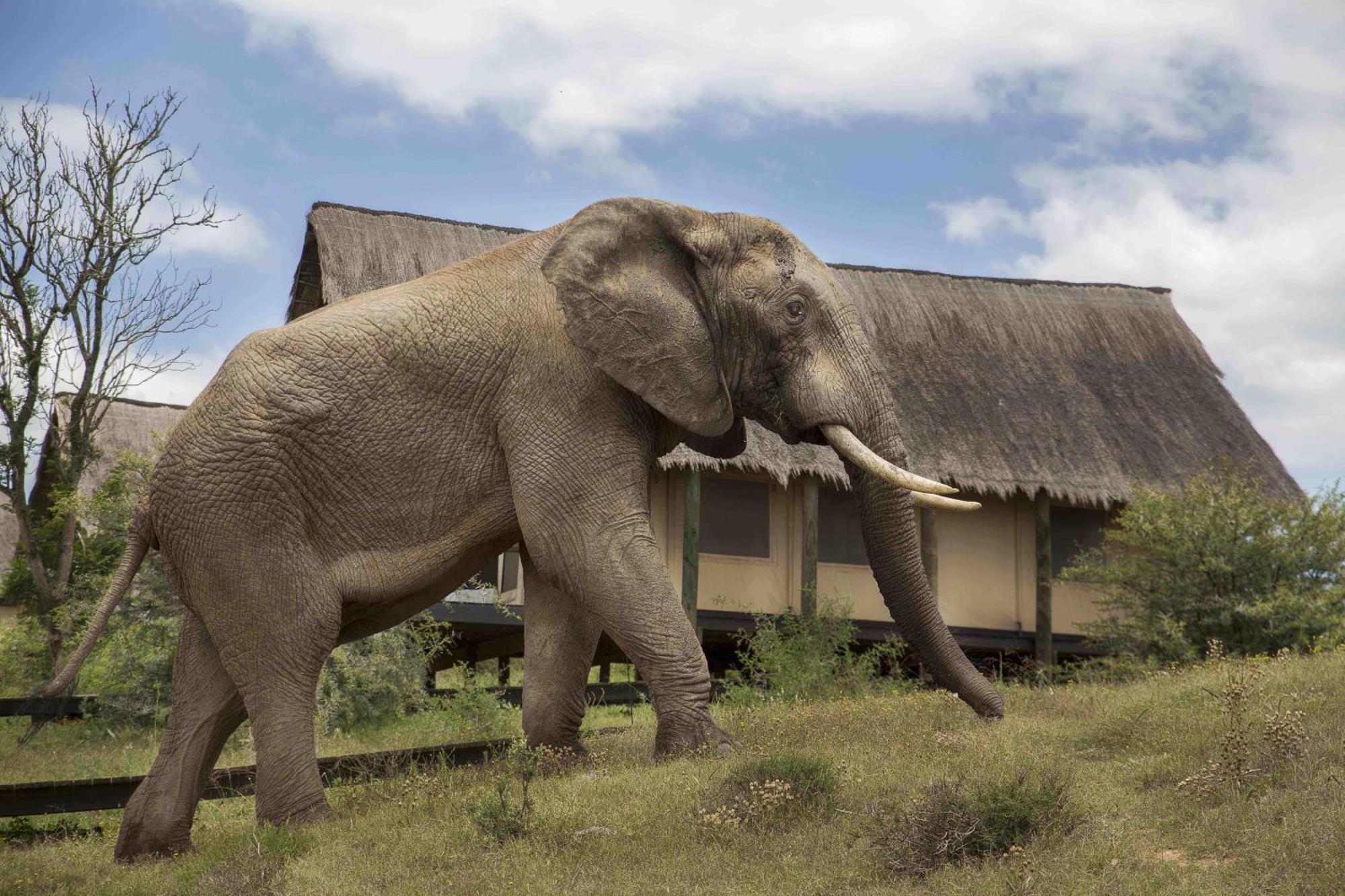 Gorah Elephant Camp Addo Eksteriør bilde