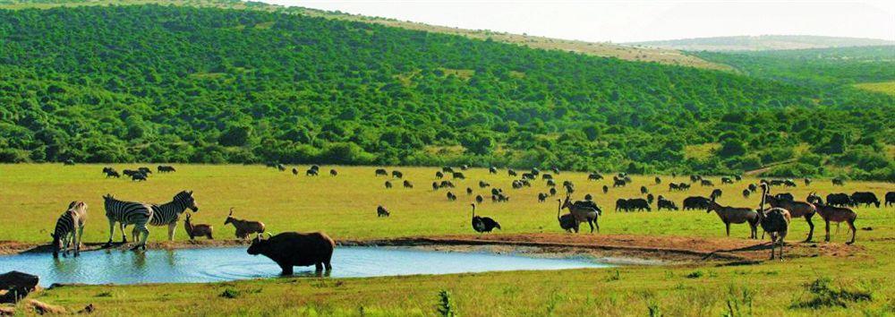 Gorah Elephant Camp Addo Eksteriør bilde