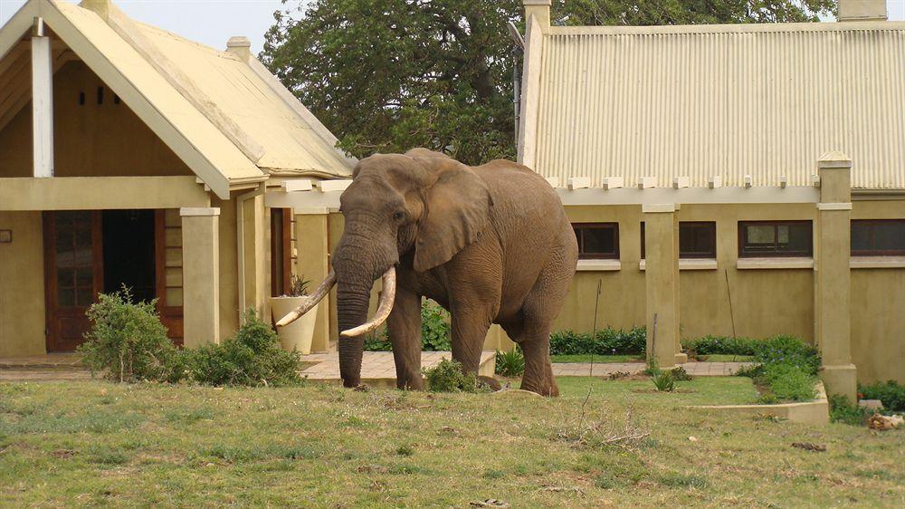 Gorah Elephant Camp Addo Eksteriør bilde