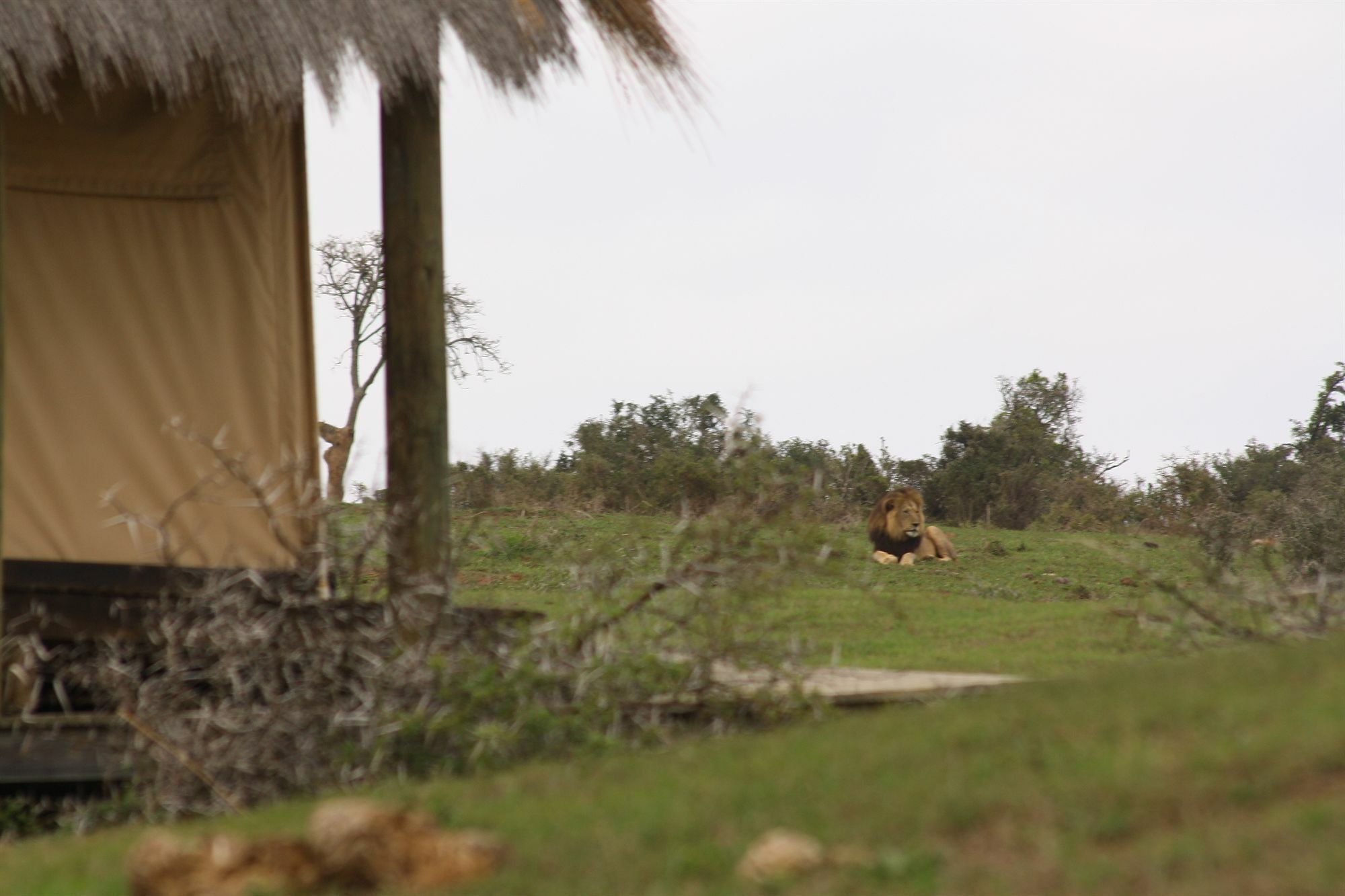 Gorah Elephant Camp Addo Eksteriør bilde