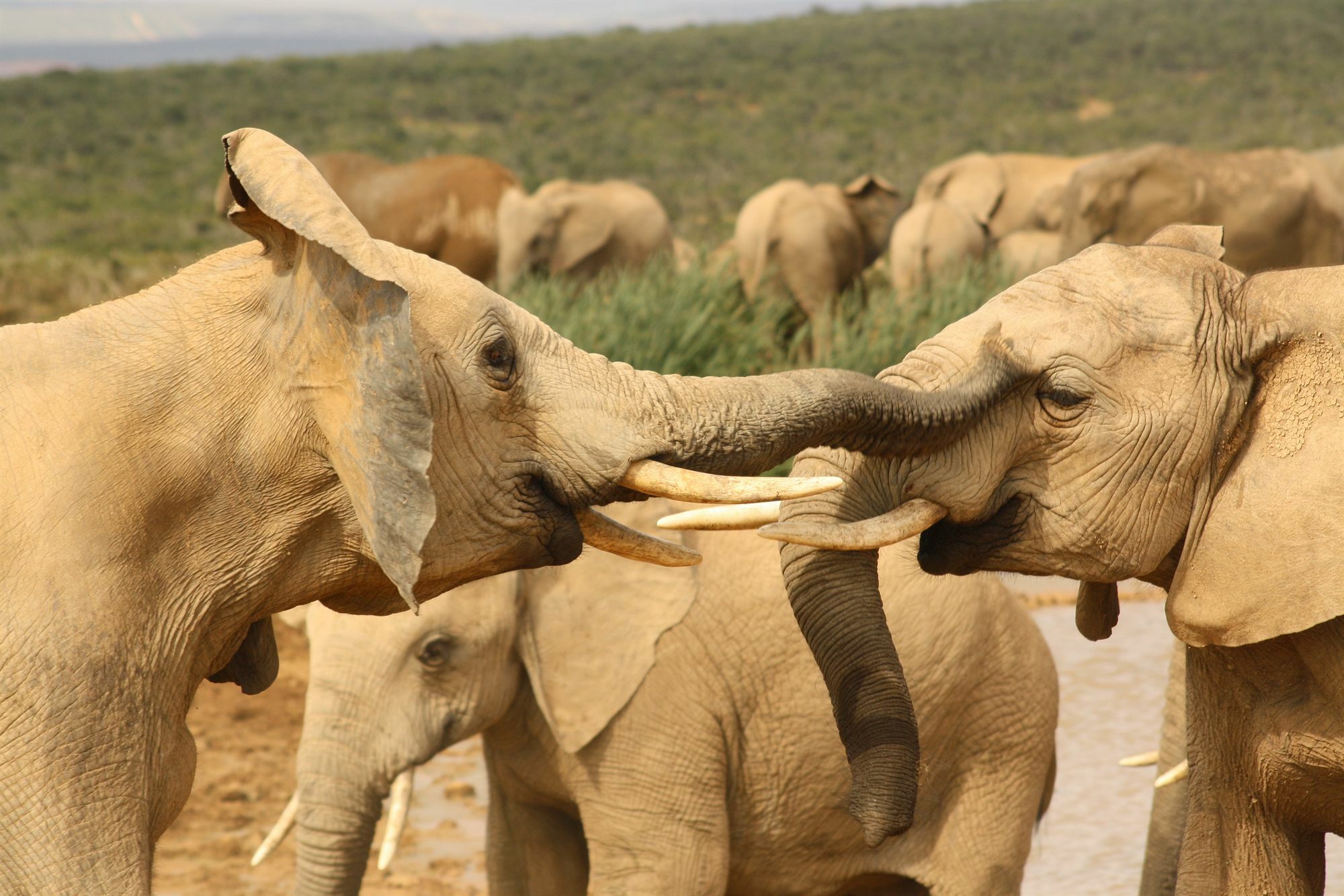 Gorah Elephant Camp Addo Eksteriør bilde