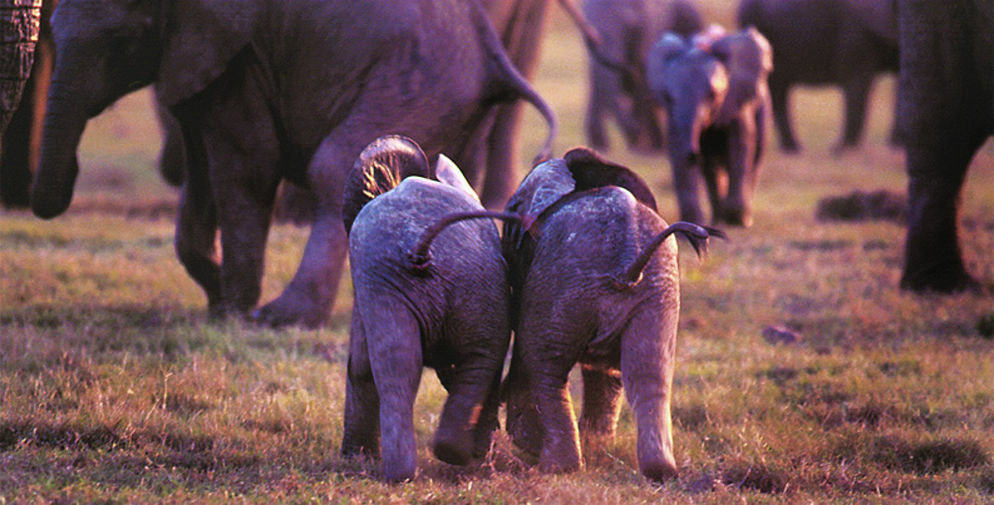 Gorah Elephant Camp Addo Eksteriør bilde